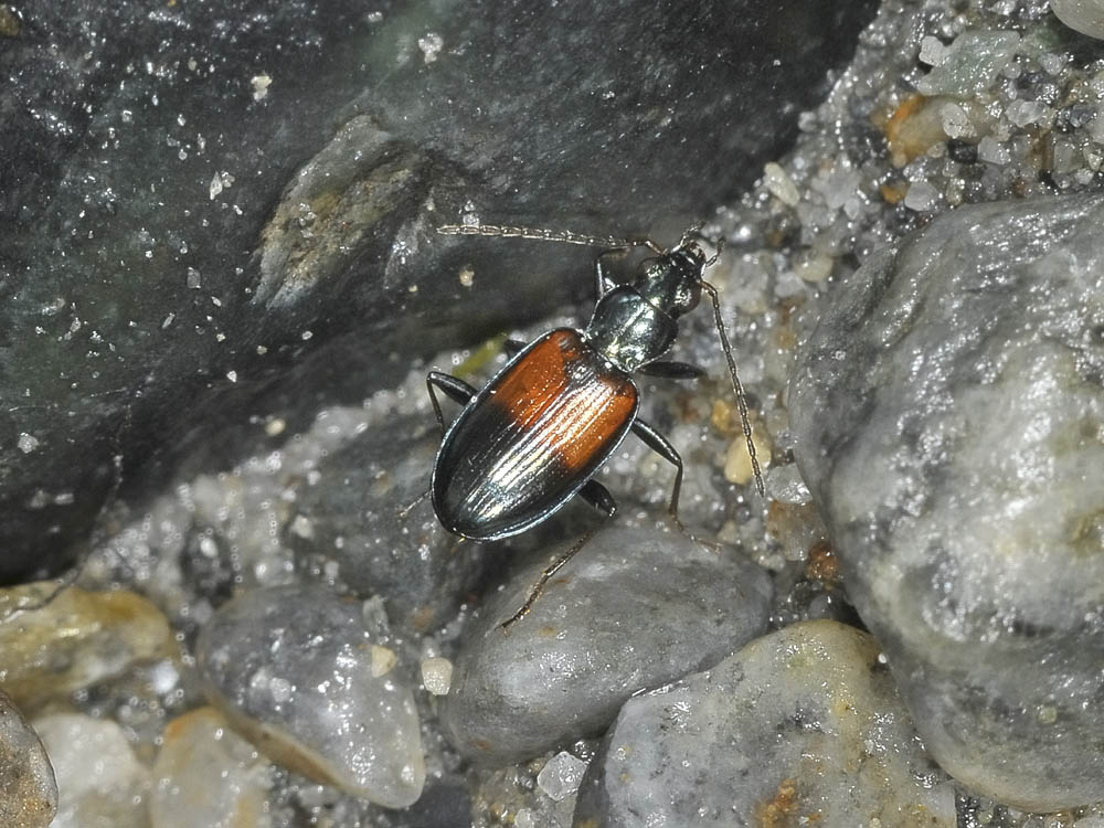 Ocydromus (Bembidionetolitzkya) varicolor varicolor